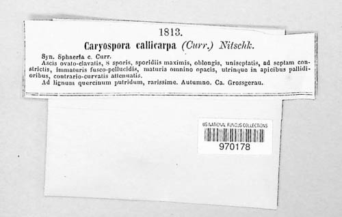Trematosphaeria callicarpa image